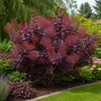 Škumpa vlasatá (Cotinus coggygria) ´ROYAL PURPLE´- výška 40-60 cm, kont. C2L